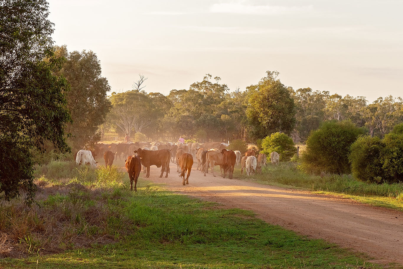 Herd of cattle walking on dirt road