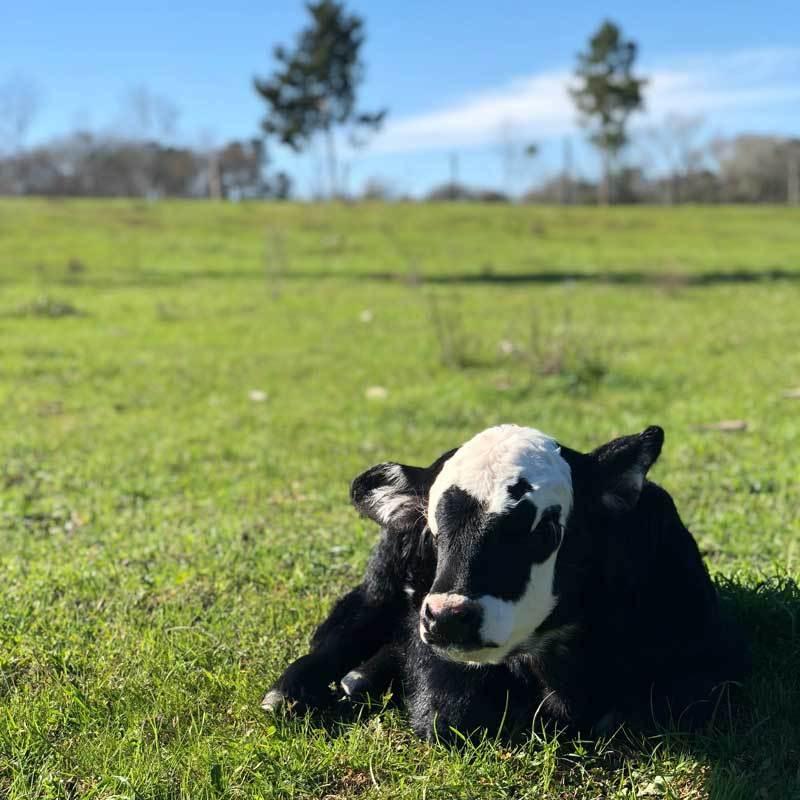 Calf lying in green grass field