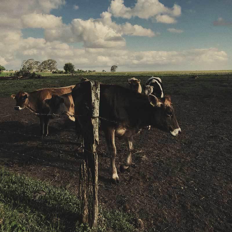 Cattle standing in field behind barbed wire fence