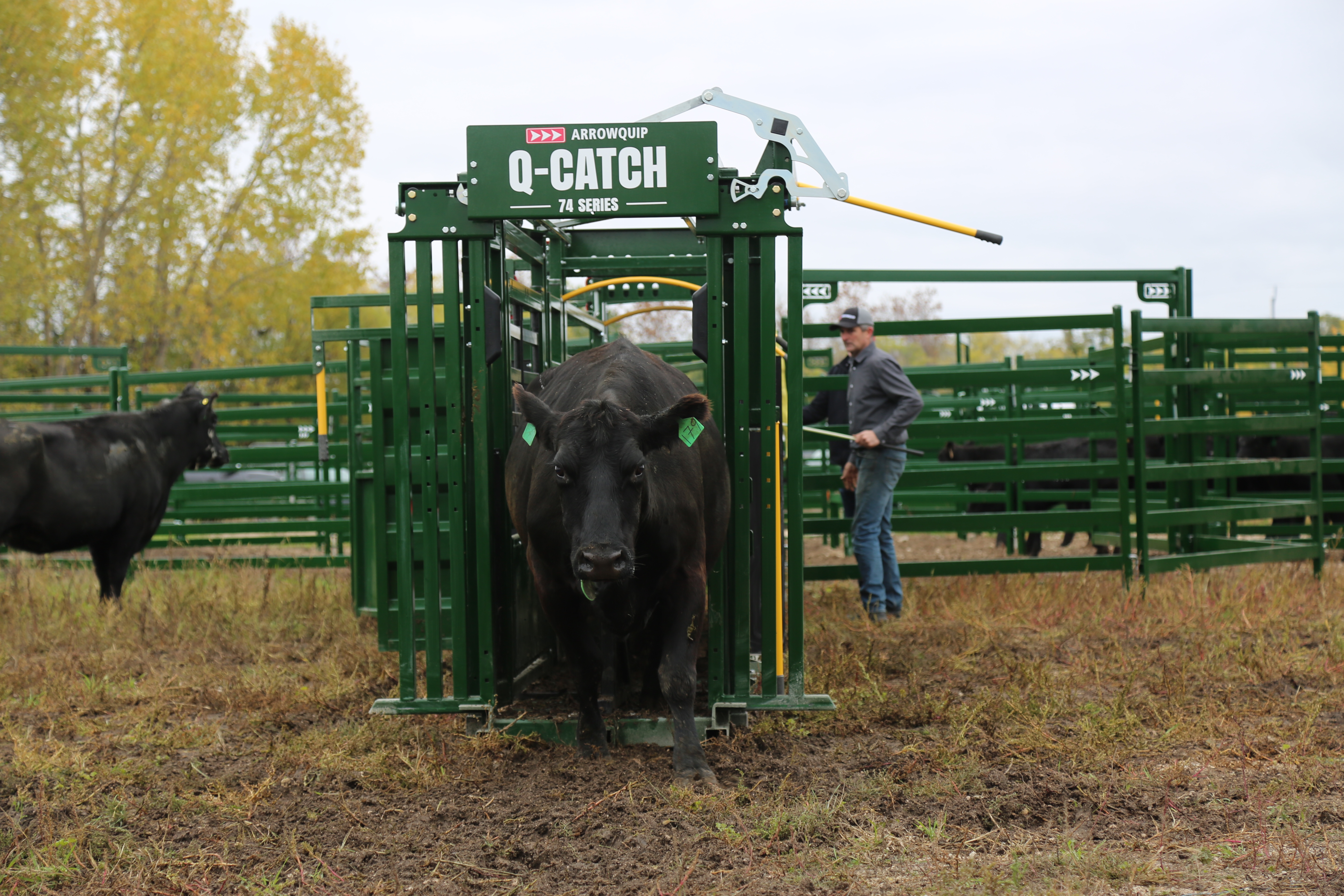 Black cow exiting Q-Catch cattle head gate