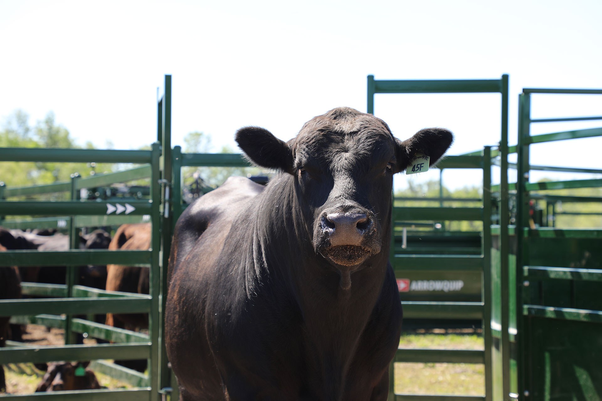 Black bull looking at camera with Arrow Cattle Panels and Gates in the background