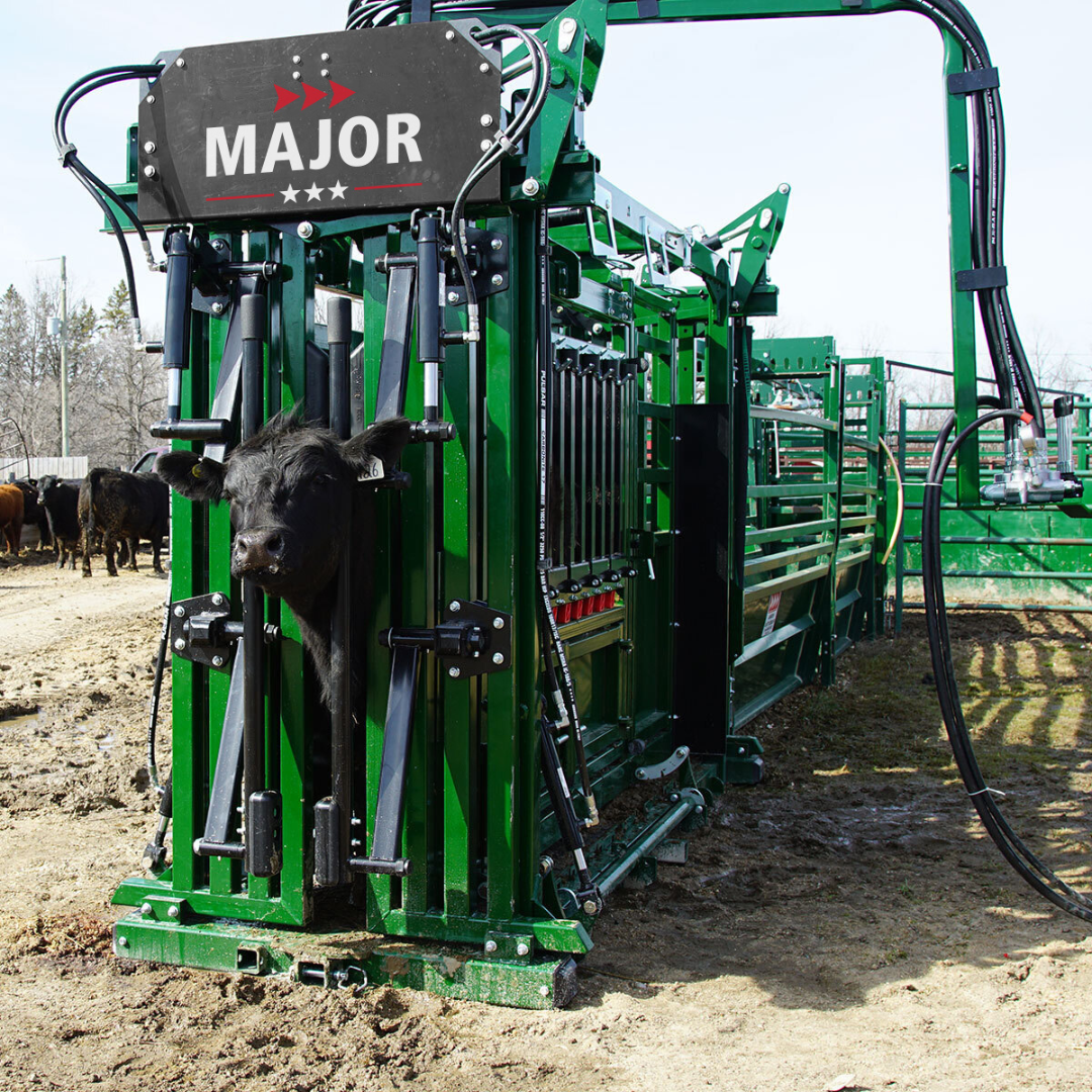 Arrowquip's Major hydraulic cattle chute with a black cow inside the head gate.