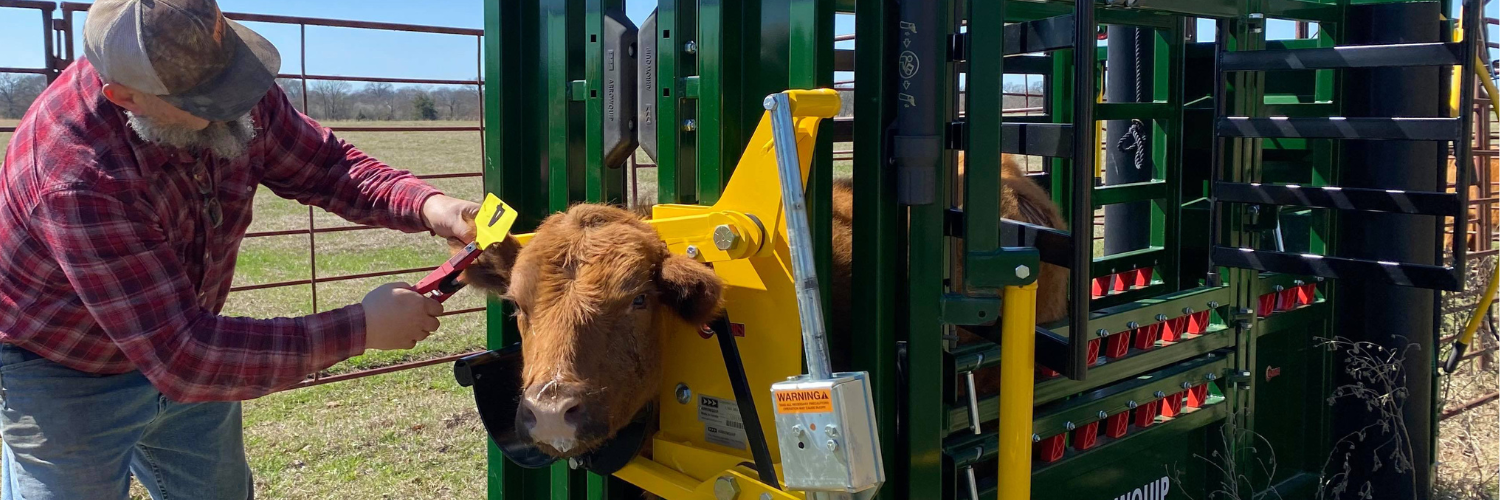 Rancher Ear Tagging Cow in Head Holder