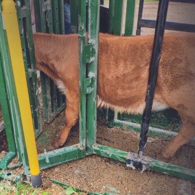 calf restrainer bar being used on a calf in an Arrowquip chute