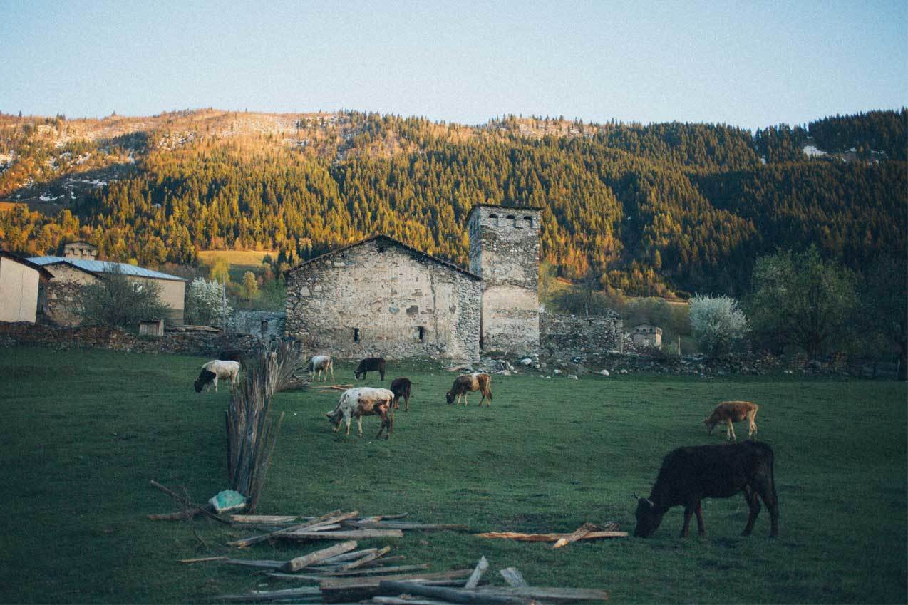 Group of cattle grazing in grass field with hill in background