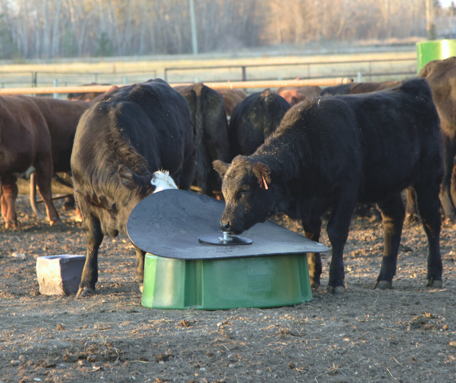 Cattle eating from a no-waste mineral feeder