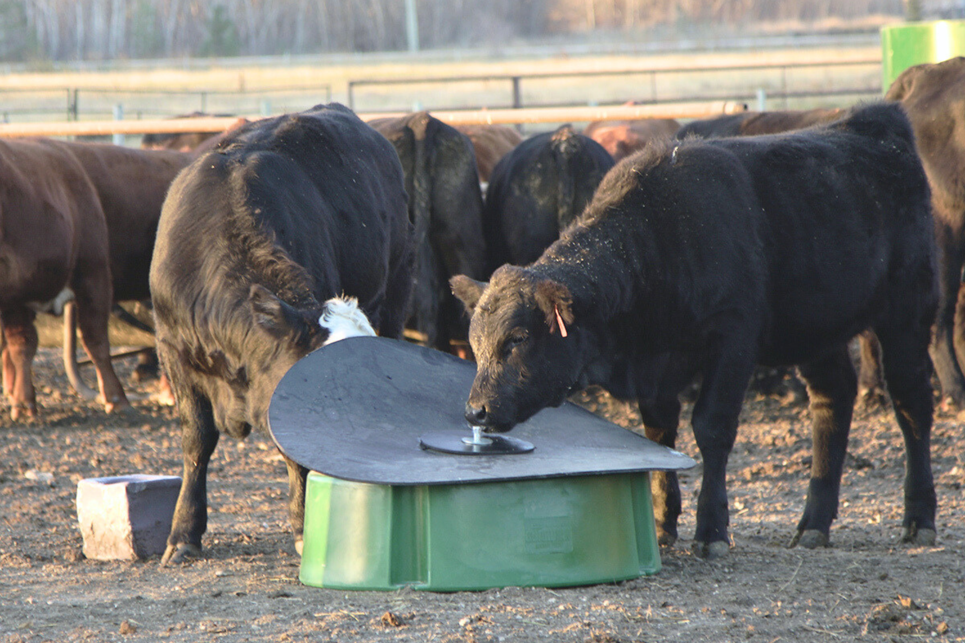 Black angus cattle licking mineral from a cattle mineral feeder designed to reduce waste