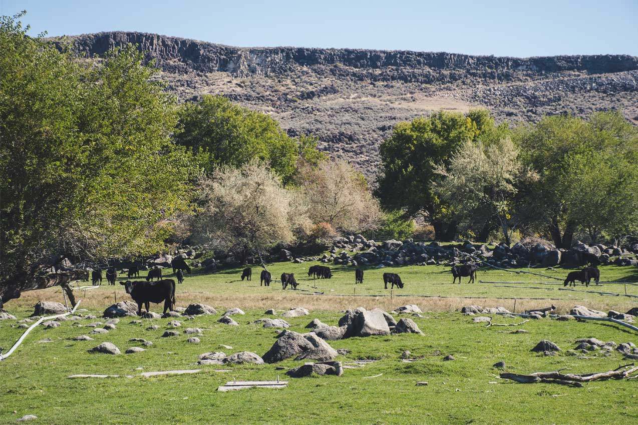 Group of black cattle in grass field
