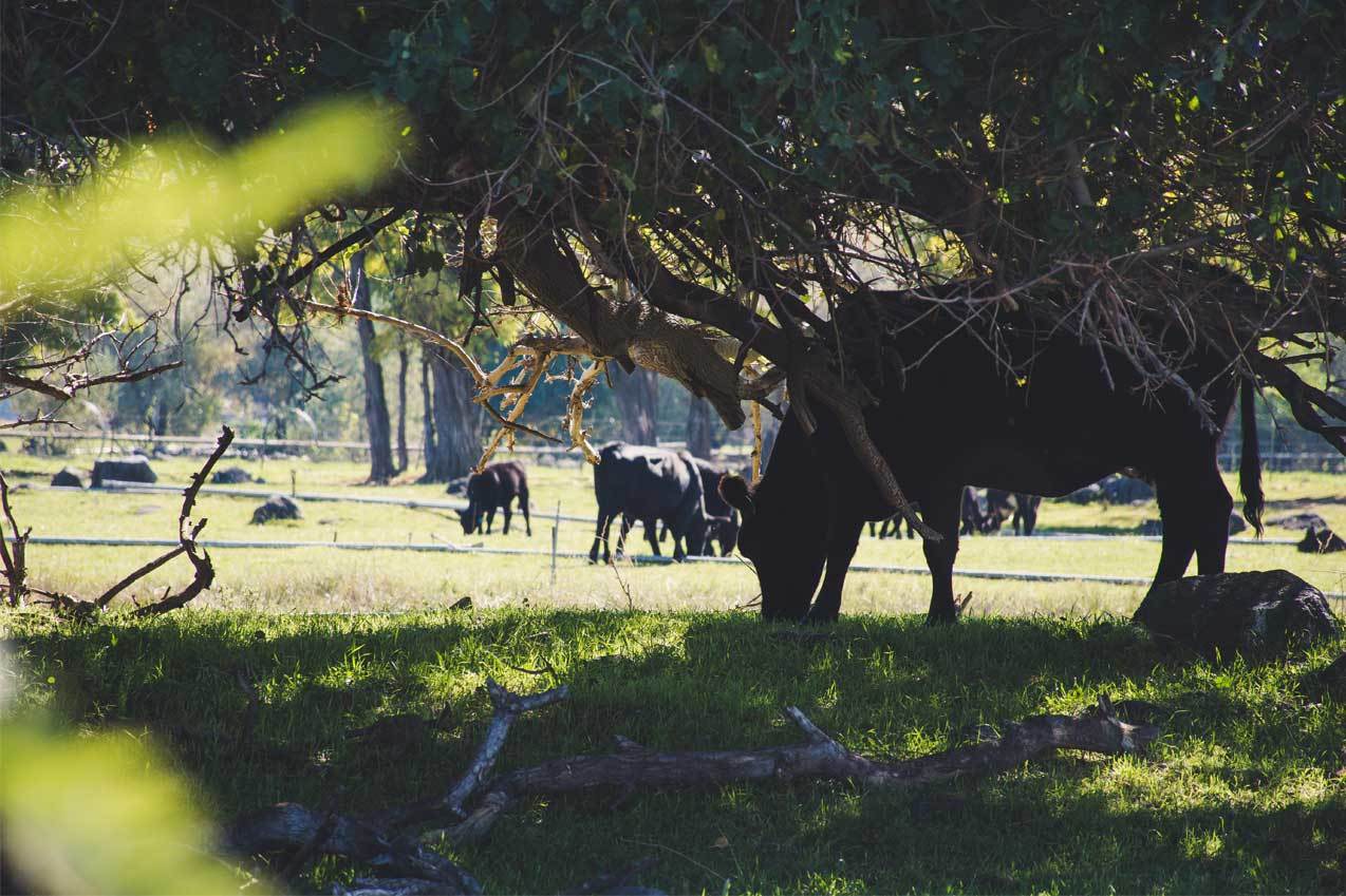 Black cows eating under tree in grass field