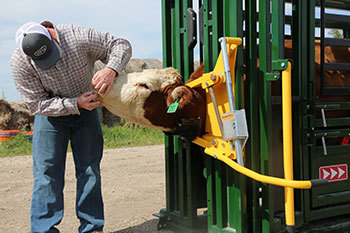 Rancher checking teeth of a cow