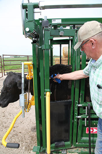 Vaccinating a cow