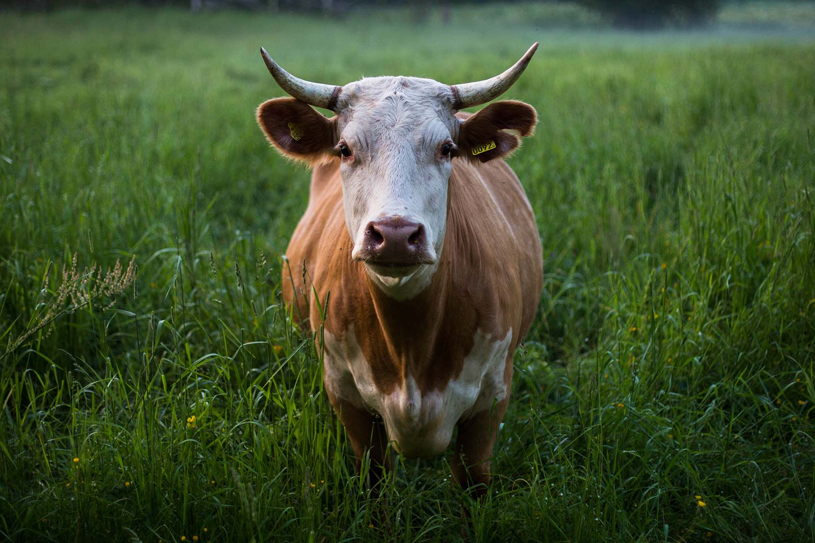 Horned cow staring straight at camera
