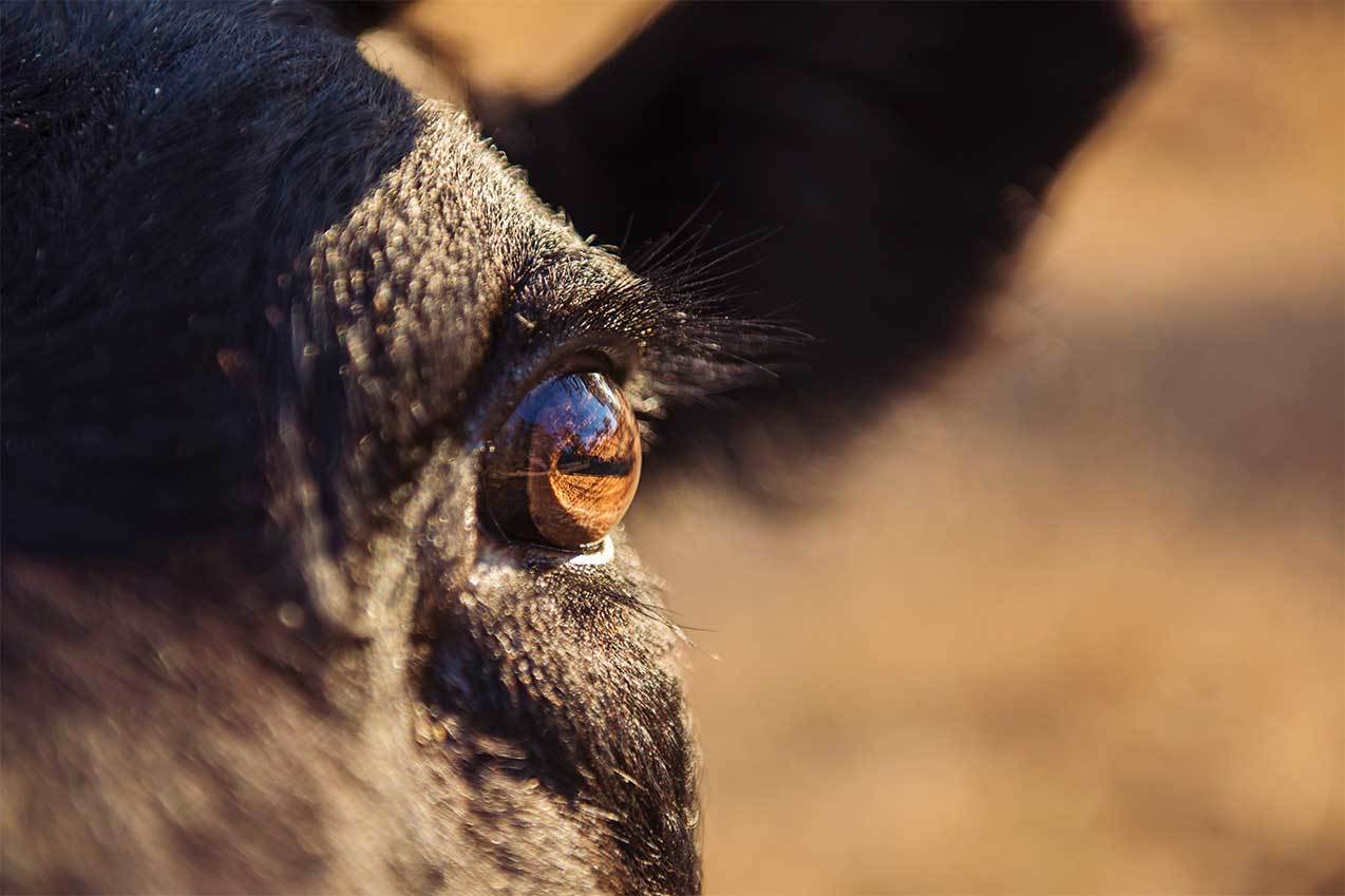 Cattle Eye