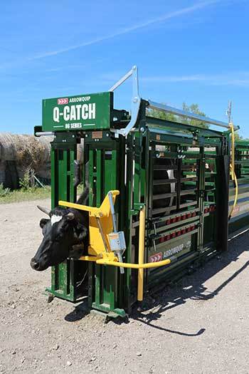 Q Catch 86 With Horned Cattle