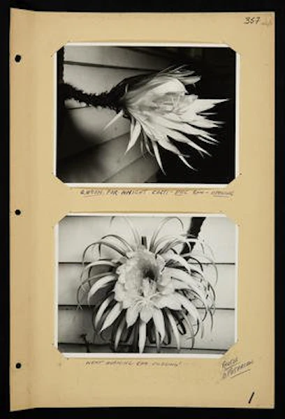 Queen of the night cacti flower image mounted on an album page.