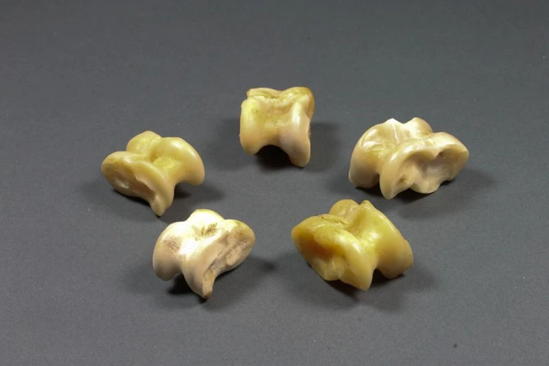 Picture of knuckle bones