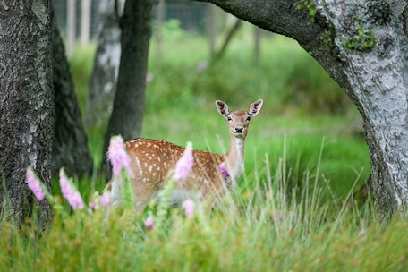 Naturerlebnistage 