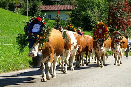 Almabtrieb in Mayrhofen