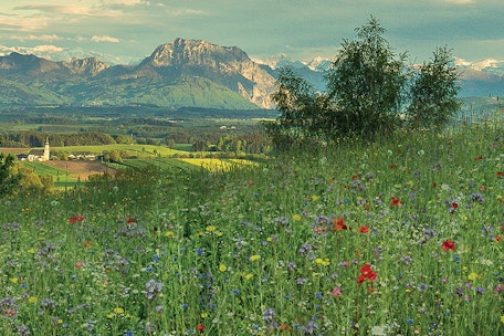 1+1 GRATIS: Oberöster­reichische Gartenzeit 2023