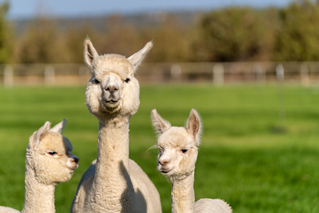 Tierische Tage in Bad Kleinkirchheim