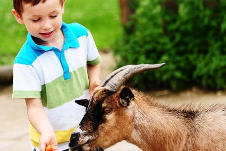 Natur, Tiere & Action