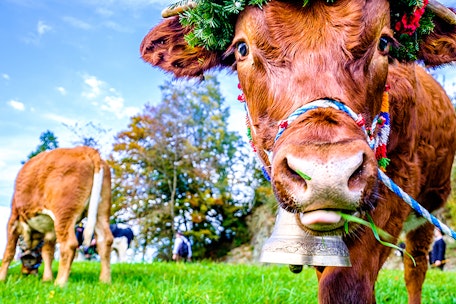 BAUERN - & MUSIKHERBST