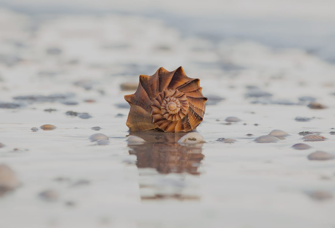 close up on sea shell on the shore of the beach