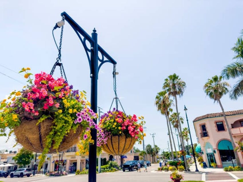 Hanging Flowers