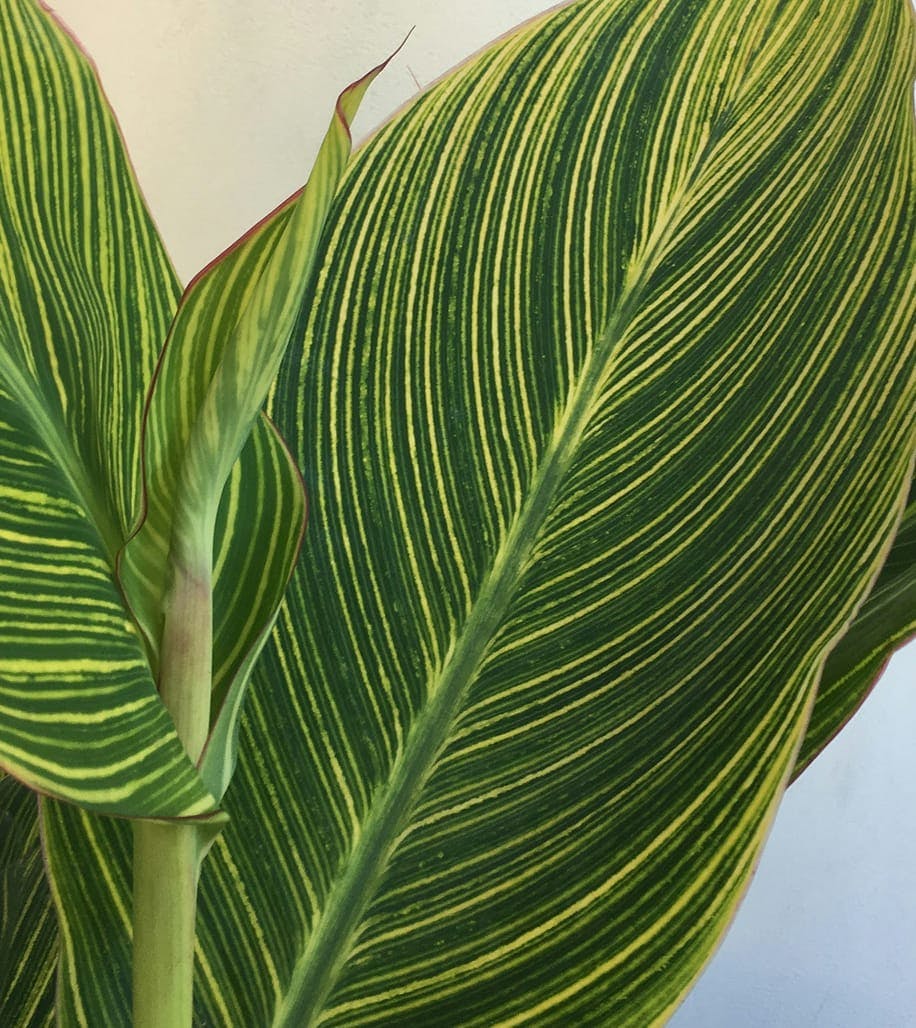 plant