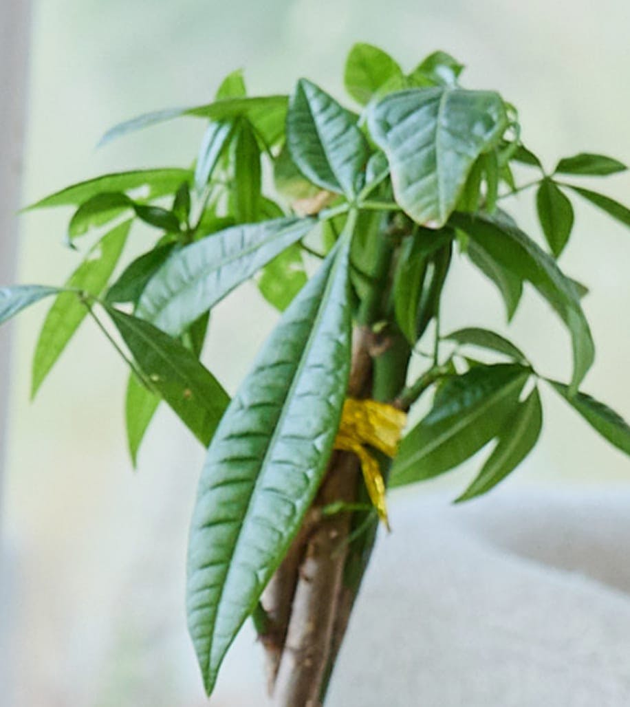 plant