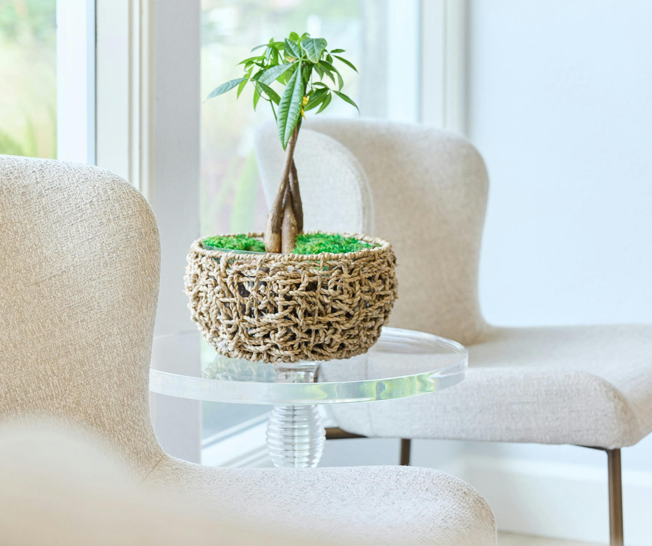 table with plant on it