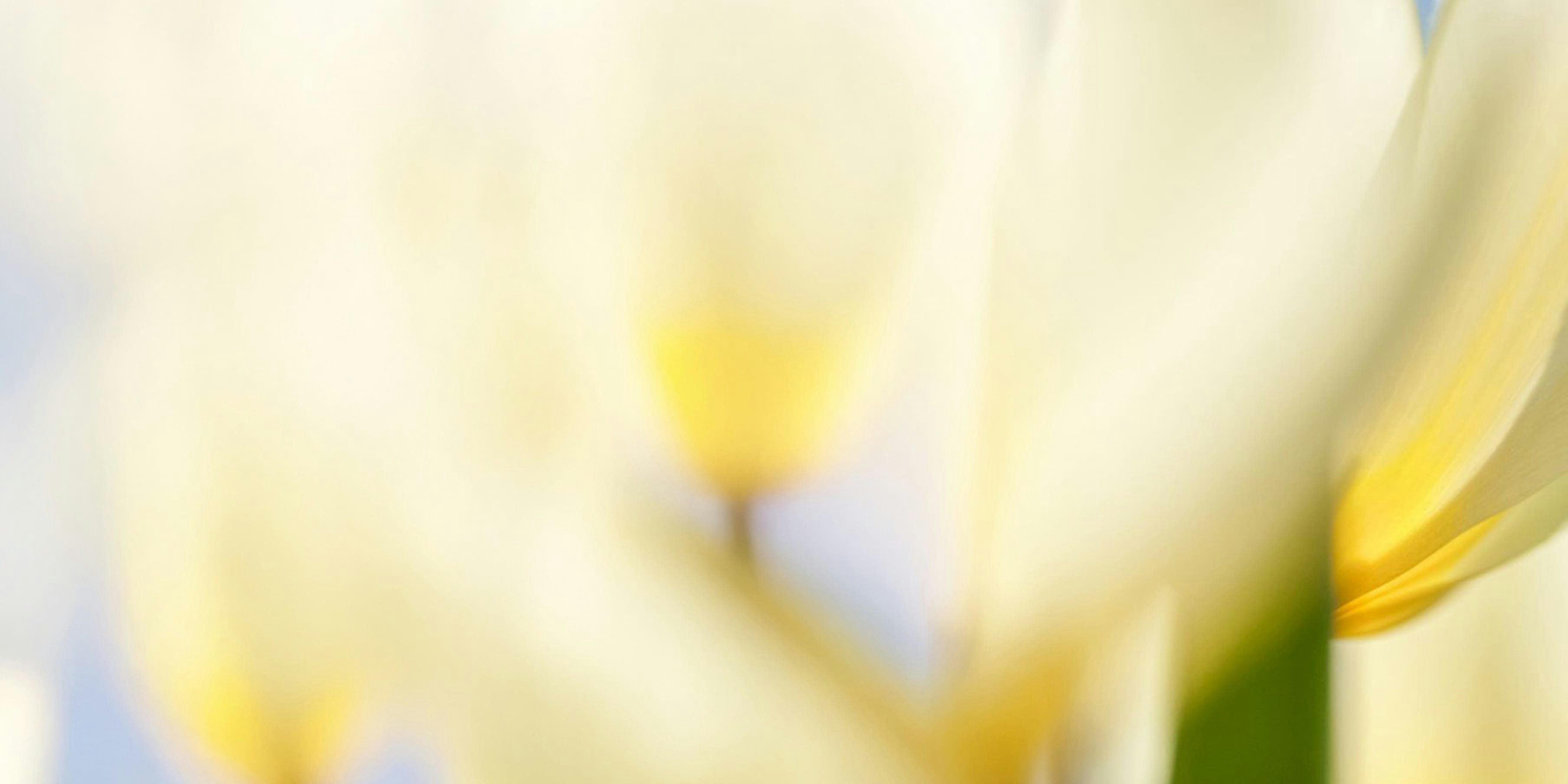 Fiori bianchi con centro giallo sfocati e riflessi di luce naturale su sfondo chiaro e celeste.