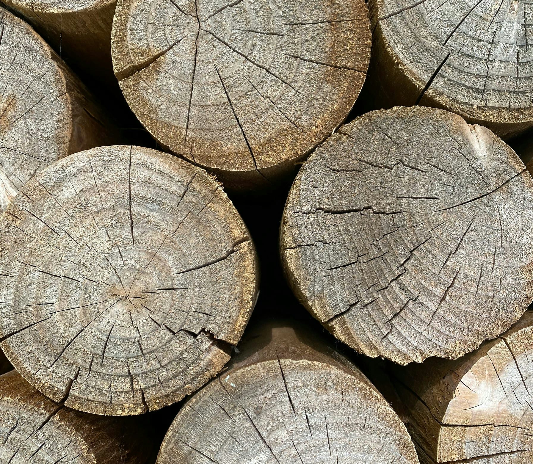 Sezione trasversale di tronchi con anelli annuali e crepe, campo ravvicinato.