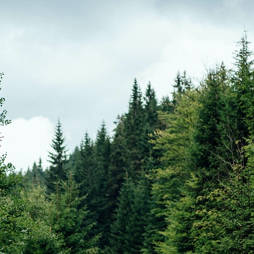 Foresta densa di conifere verdi sotto un cielo nuvoloso e luminoso.
