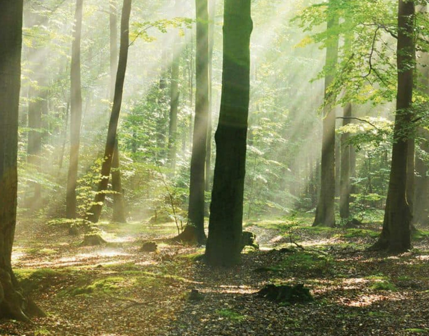 Raggi di sole filtrano tra gli alberi di una foresta verde con muschio e foglie a terra.