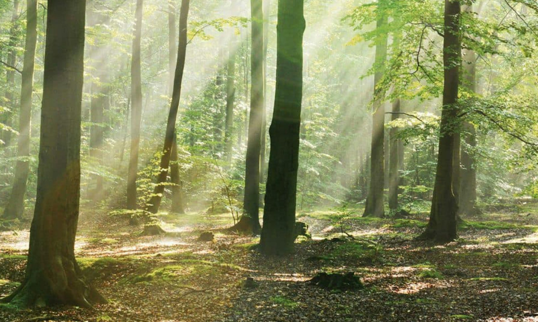 Raggi di sole filtrano tra gli alberi di una foresta verde con muschio e foglie a terra.