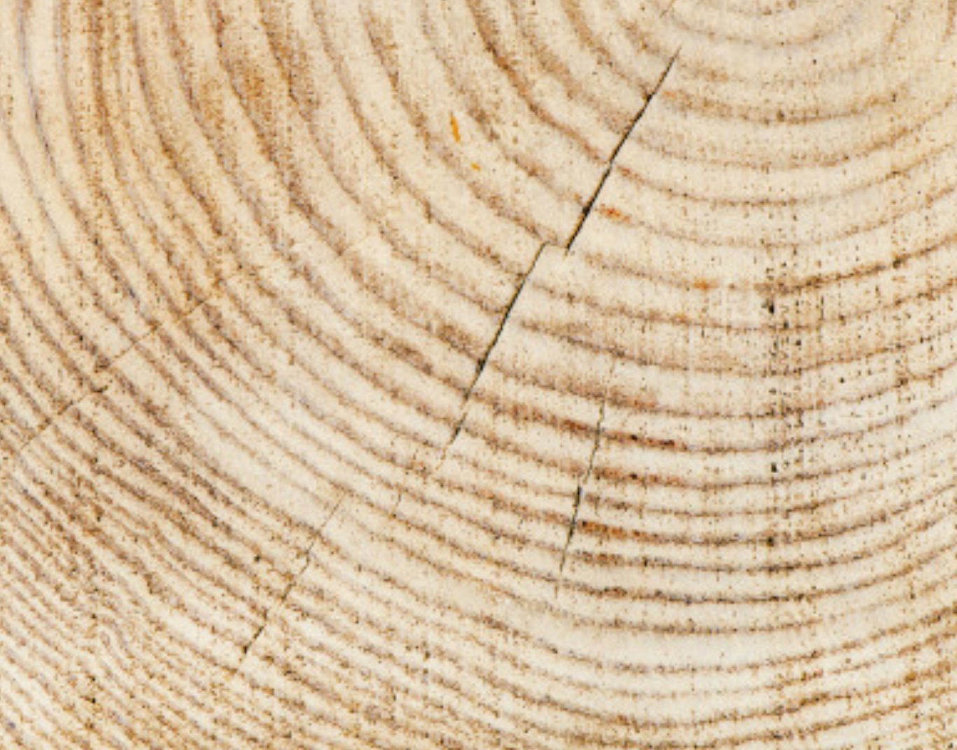 Sezione trasversale di tronco con cerchi annuali e piccole crepe superficiali su fondo chiaro.