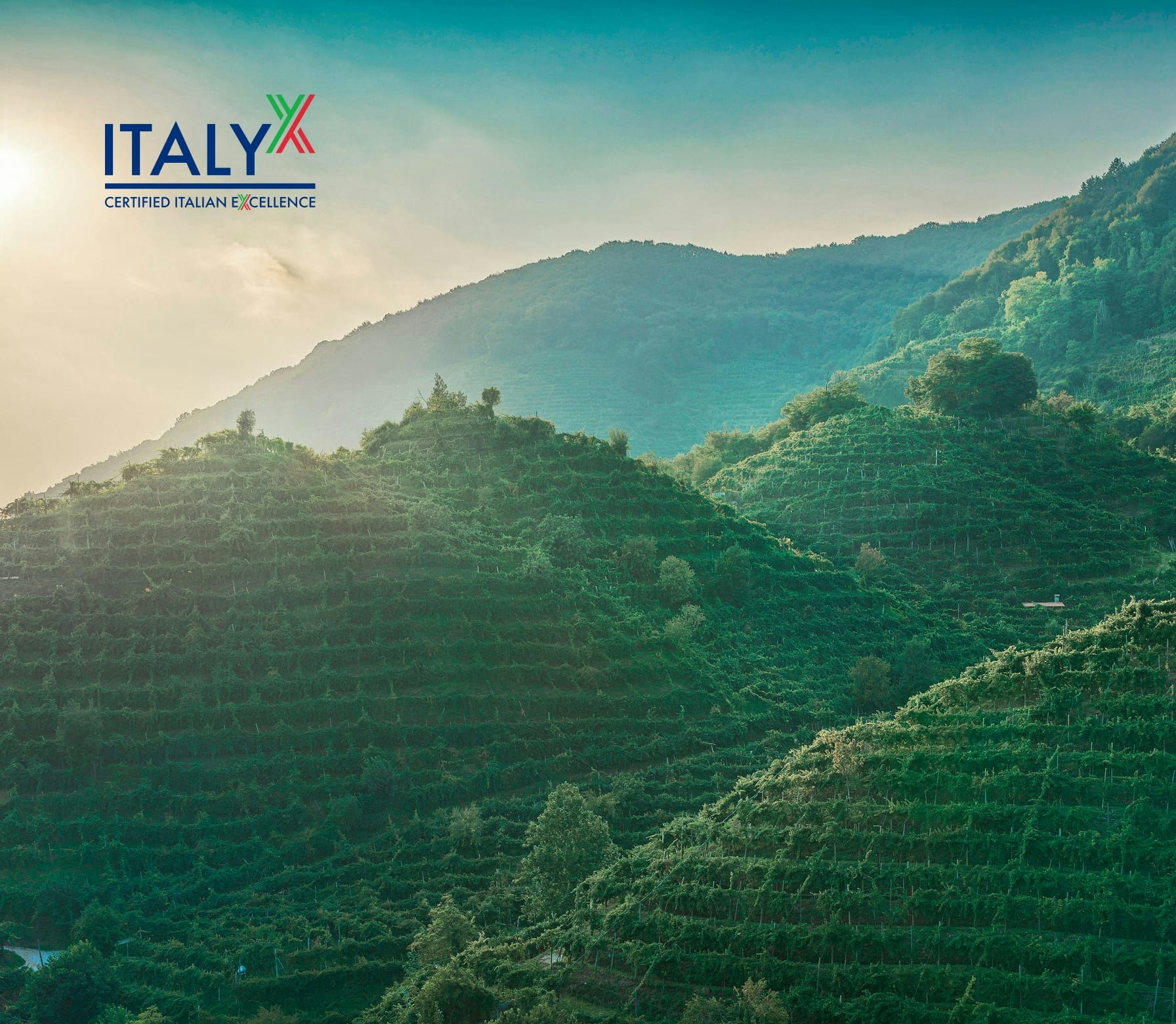 Colline italiane ricoperte di vigneti con alberi sparsi sotto un cielo sereno al tramonto.