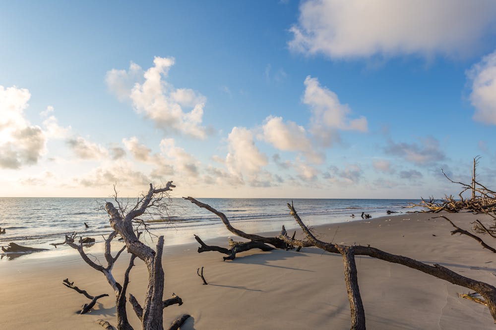 Driftwood Beach, Jekyll Island Georgia