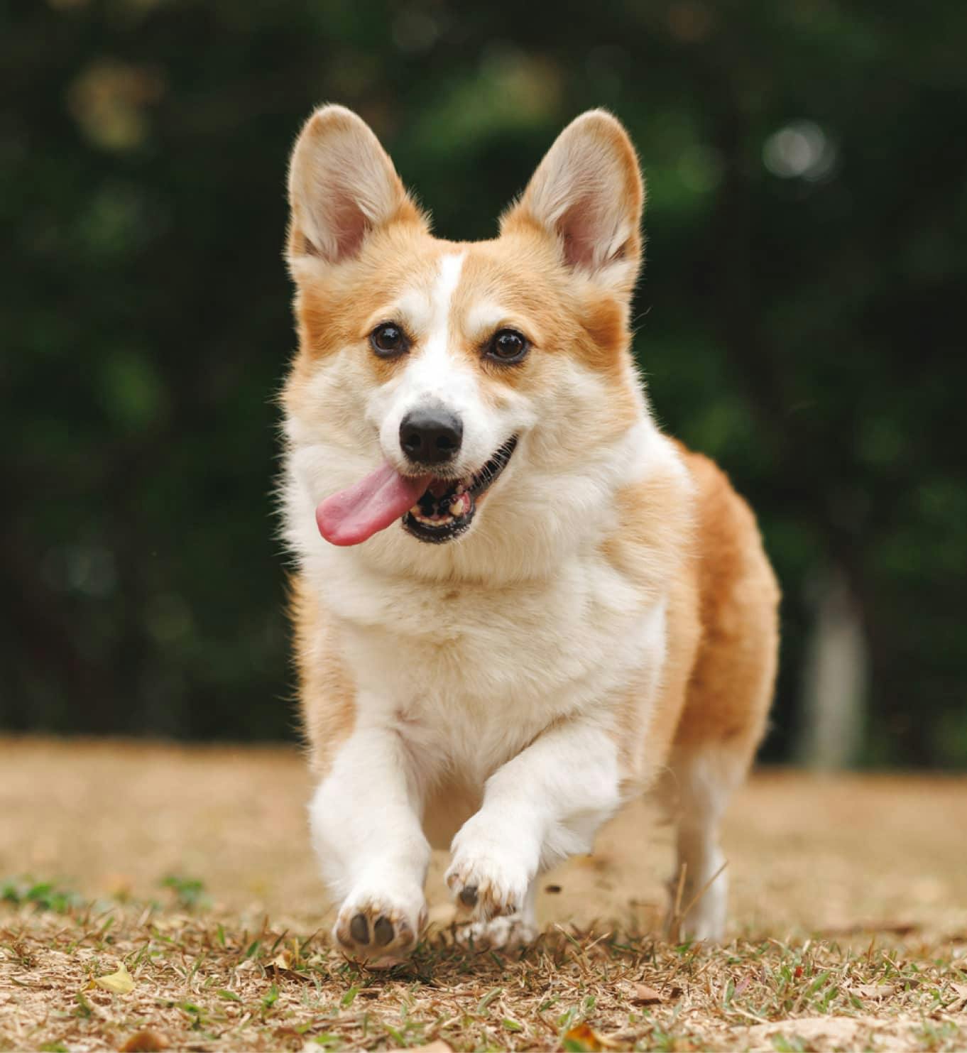 Rescue Shelter Image