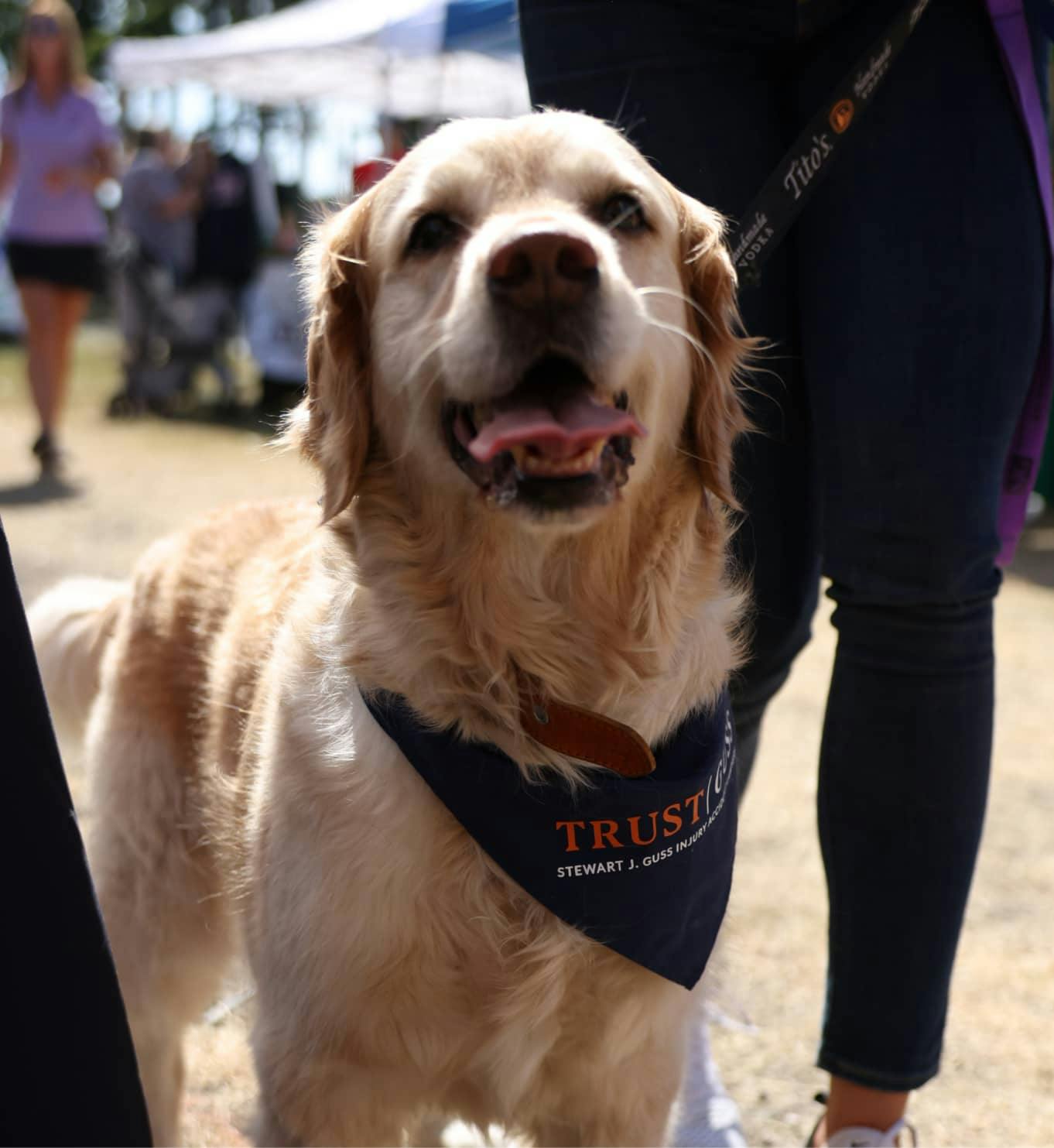 Rescue Shelter Image