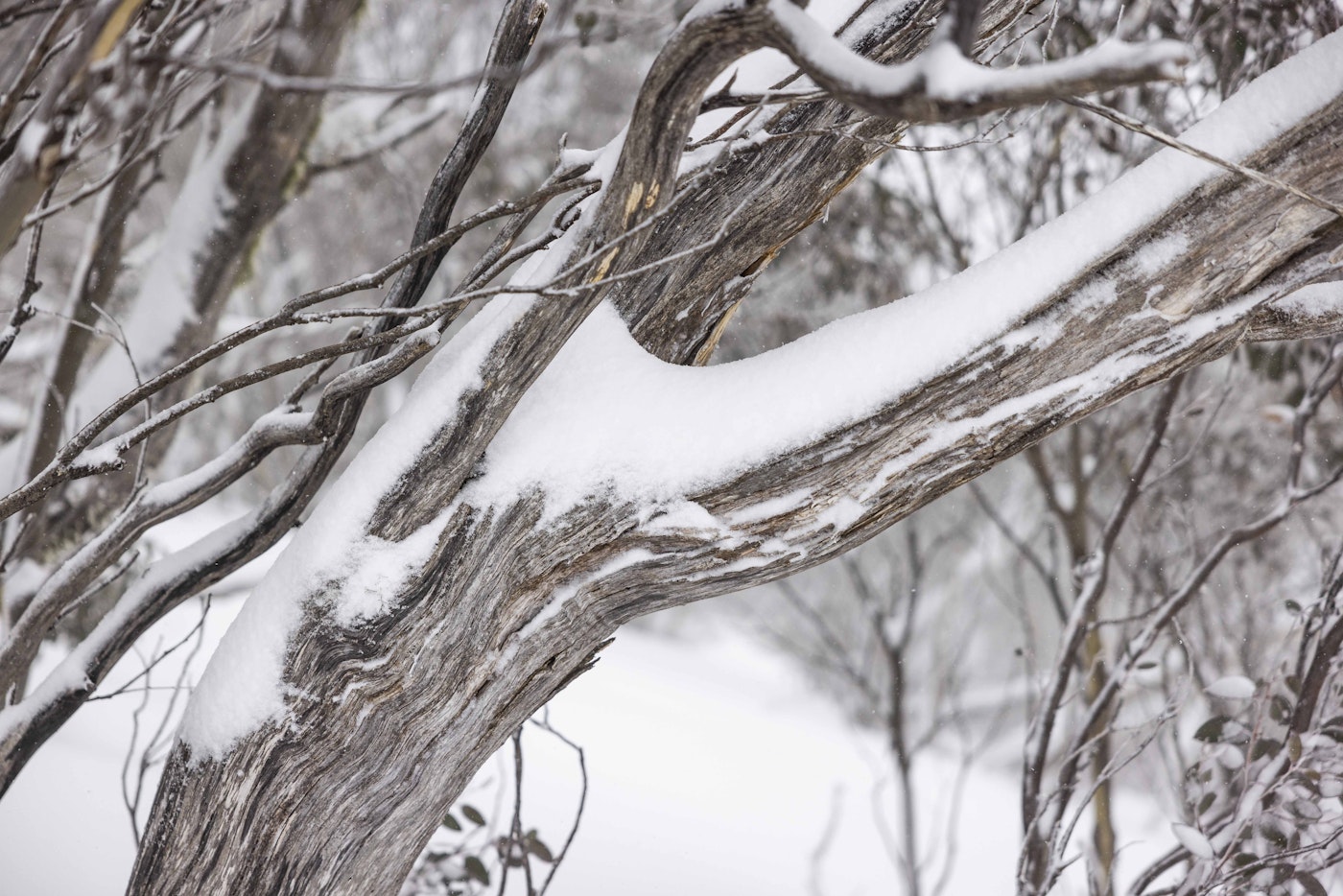 Tree branch covered in snow