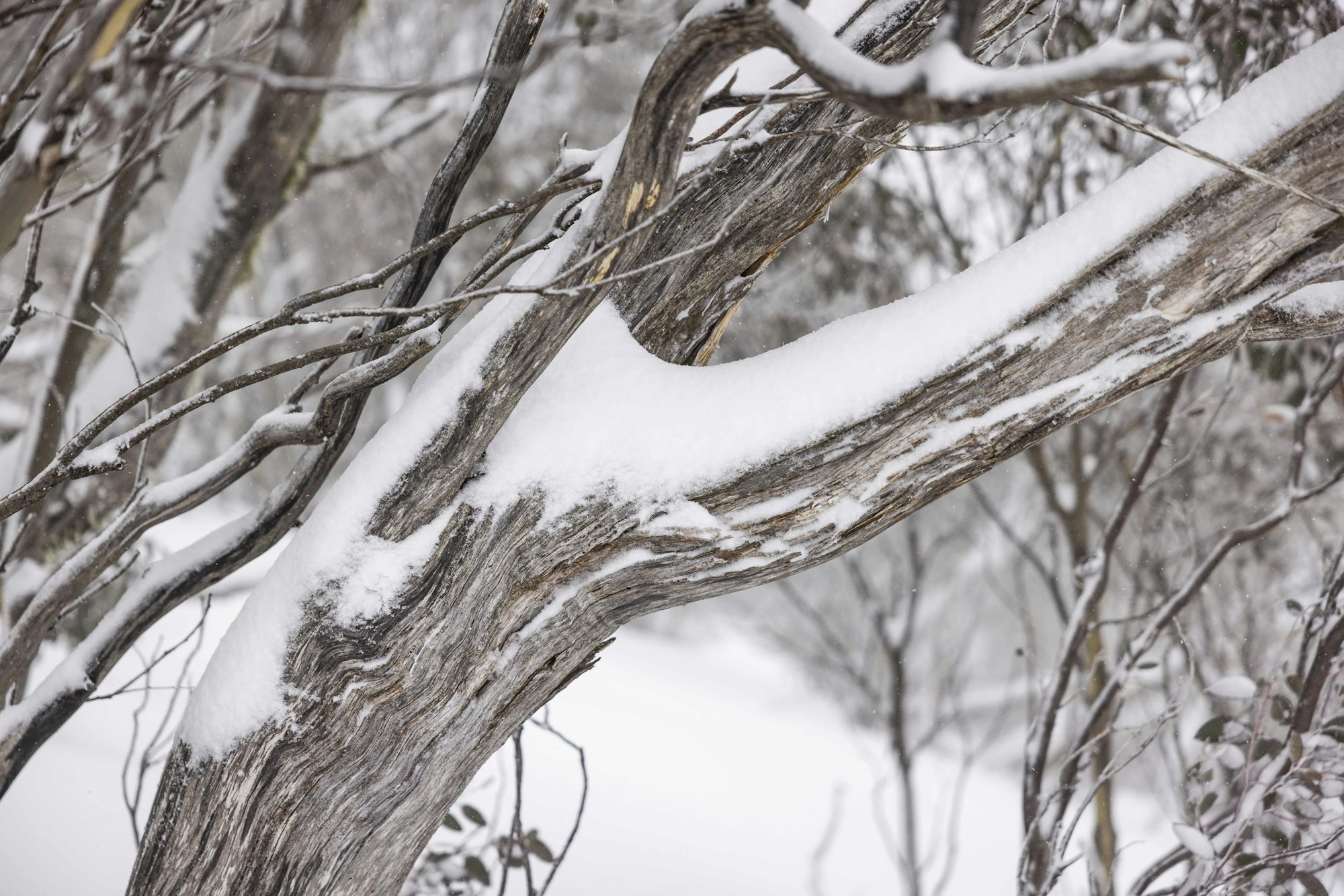 Tree branch covered in snow