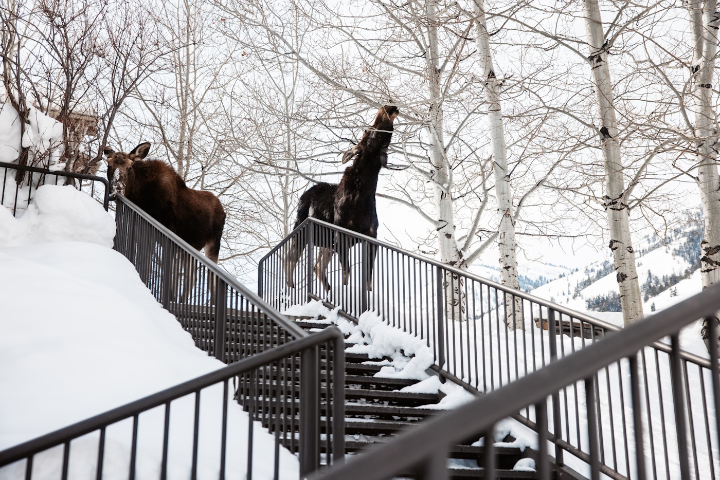 Two moose at the top of a set of stairs