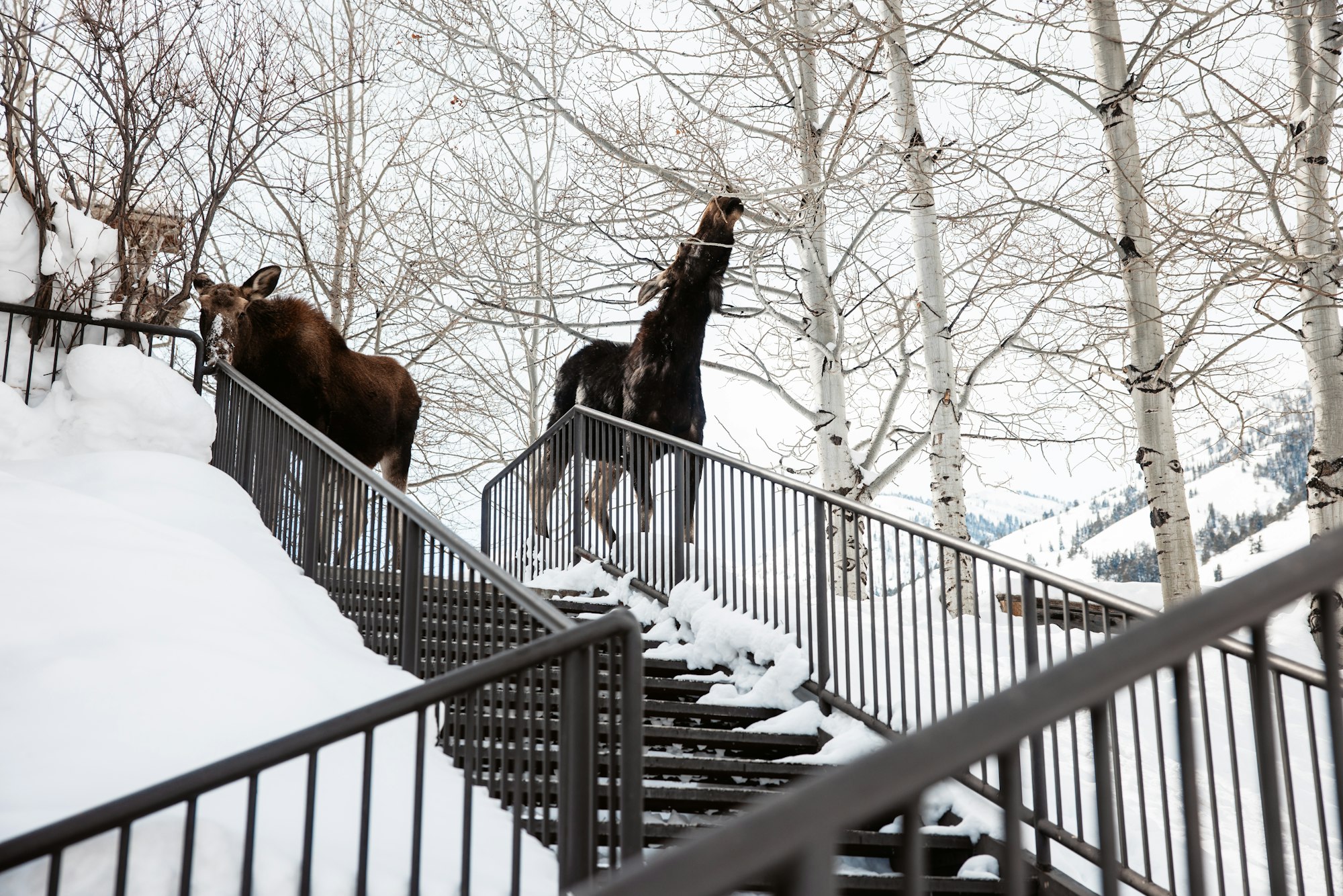 Two moose at the top of a set of stairs