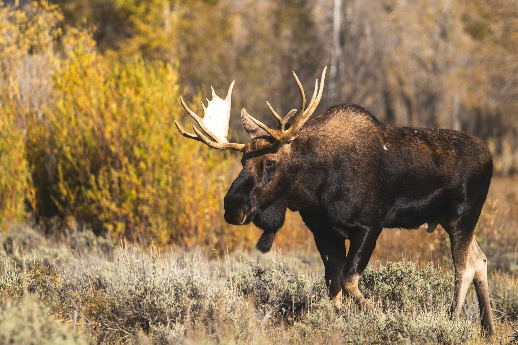 Moose walking through foliage