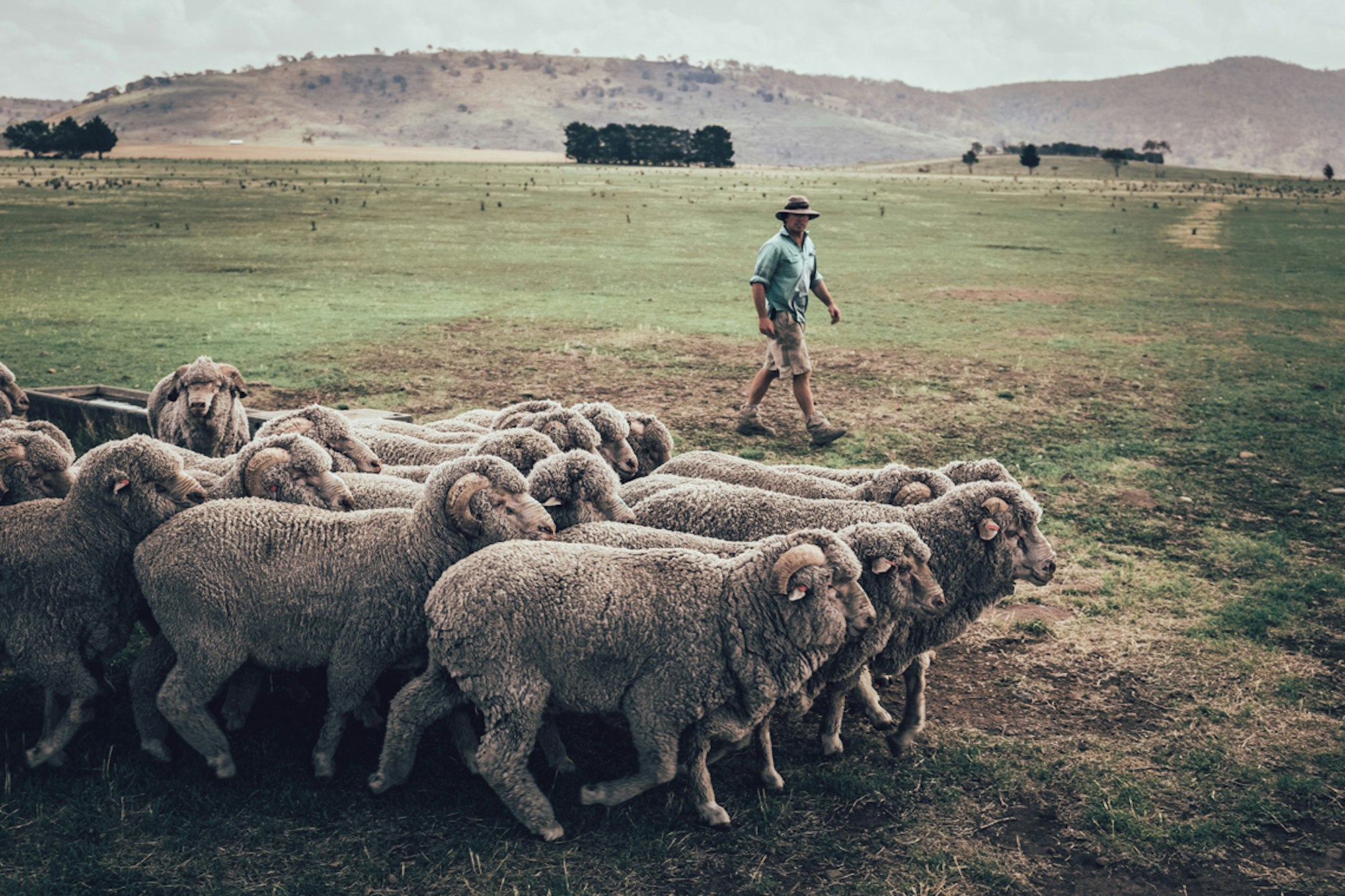 To Wool the World, One Sheep at a time