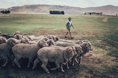 To Wool the World, One Sheep at a time