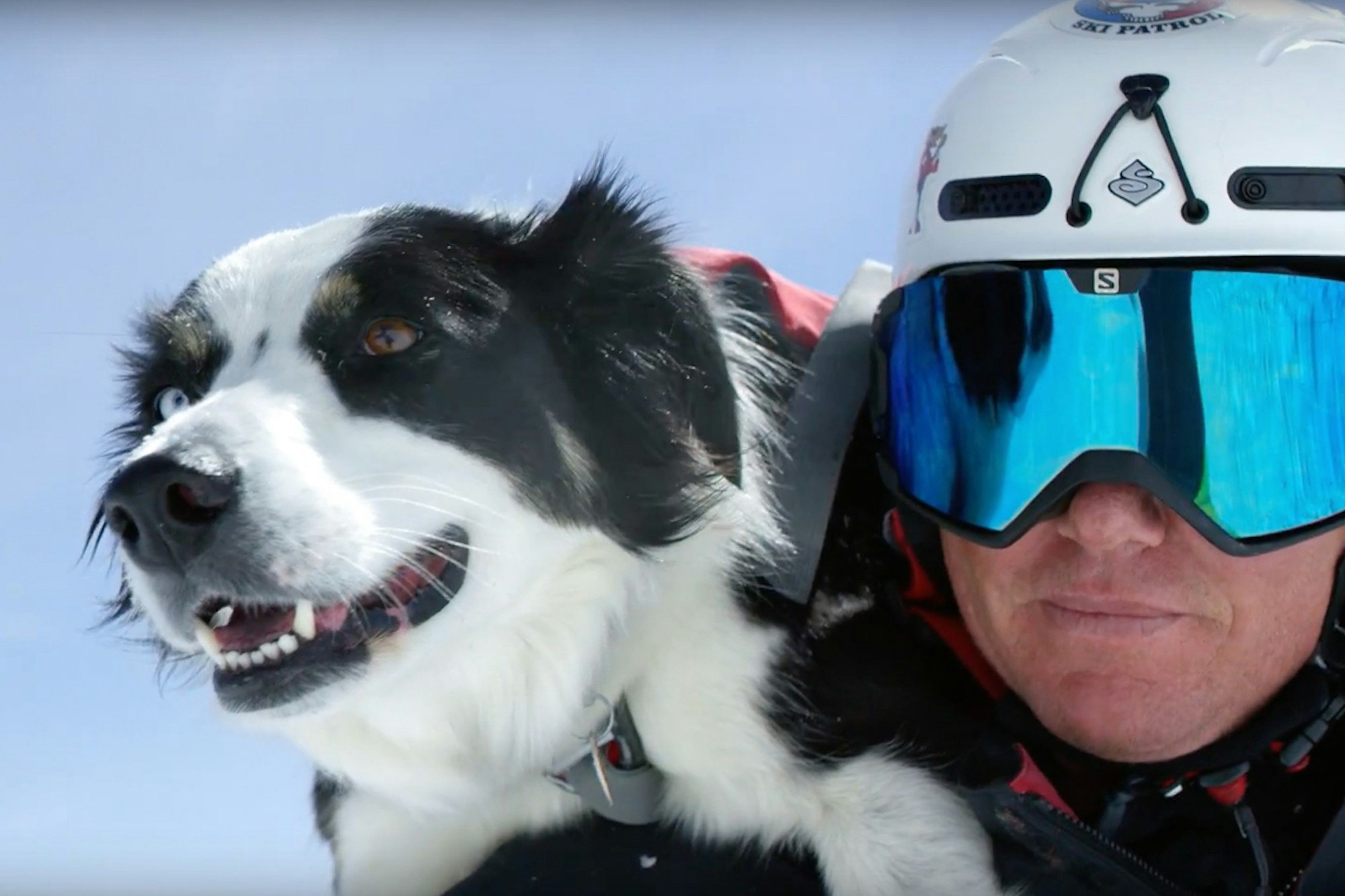 [WATCH] These patrol dogs are the cutest members of Jackson Hole Mountain Resort Ski Patrol