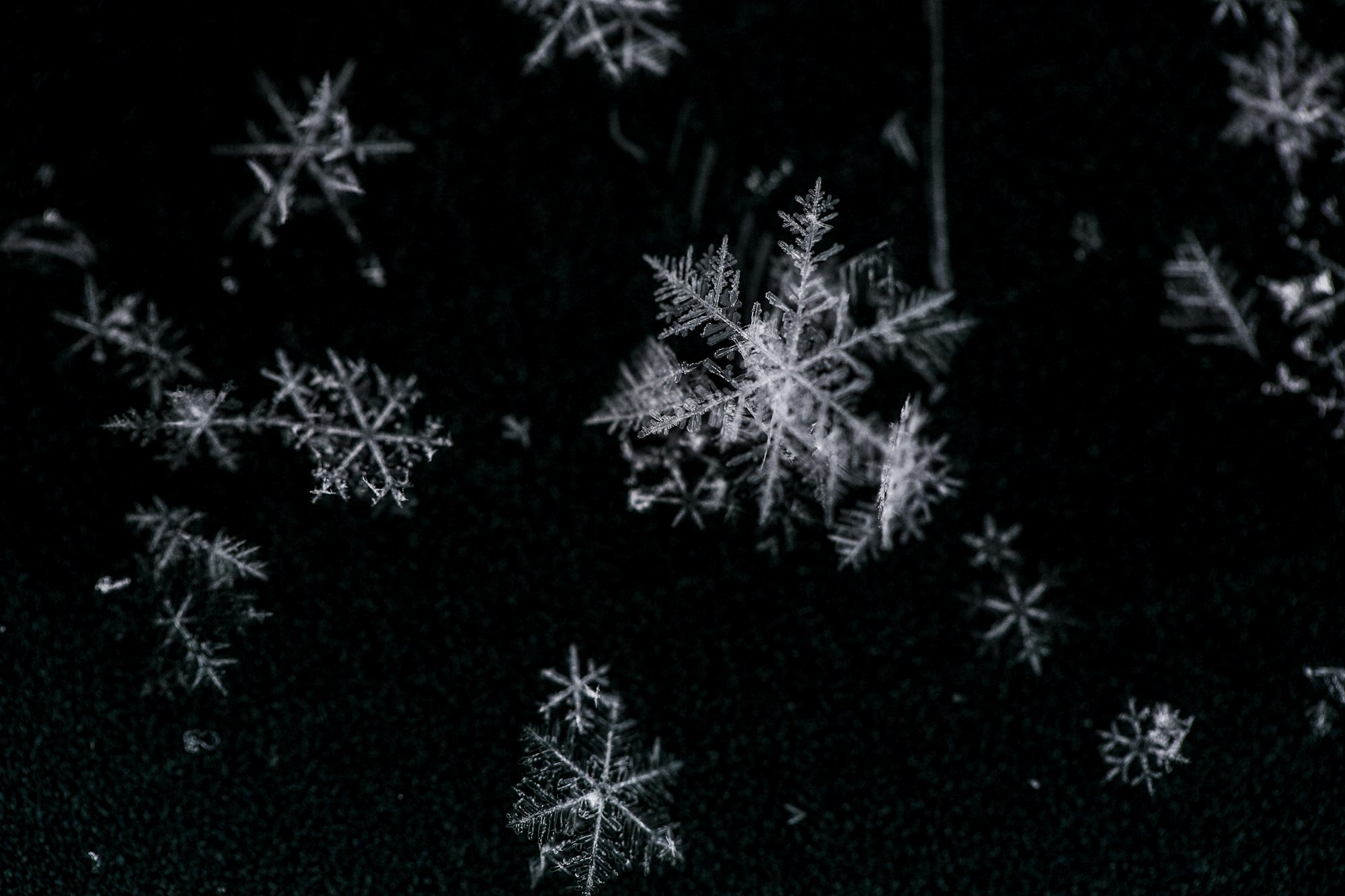 The Green Elephant in the Room